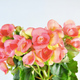Begonias in the “Colonial Package” give residents in China “the very distinct feel of northern Europe and the New World,” according to O2ganic.